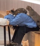 고양이 카페에서 피곤해 잠깐 테이블에 엎드렸다 잠들면 벌어지는 일