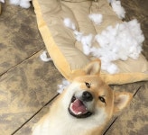 쿠션 물어 뜯어서 난장판으로 만들어놓고 천진난만 해맑게 웃는 강아지