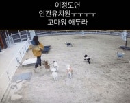 보고도 믿을 수 없어...강아지 유치원에서 선생님이 넘어지면 벌어지는 일