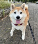 3시간동안 산책하고 집에 갈까? 했는데 강아지 표정보고 소름돋았어요