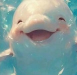 처음 본 아기 벨루가 활짝 웃는데 하늘에서 내려 온 천사인줄 알았어요