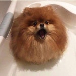 꼬질꼬질해서 목욕시켜주려 했는데 갑자기 강아지가 물에 녹고있어요