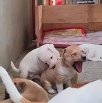 동생 괴롭히지 말라고 했는데 엄마 안보는 사이 형아 강아지가 한 못된 짓