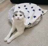 기온 뚝 떨어지고 날씨 추워지자 이불 밖으로 나올 생각 전혀 없는 고양이