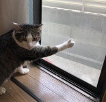 우리집 고양이가 창밖 보고 있더니 갑자기 앞발로 따봉(?)을 날렸어요