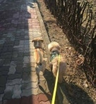 새로 이사갔는데 모르는 강아지가 울집 댕댕이 동네 구경시켜준다며 데리고 다녀요