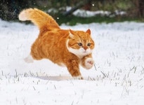 눈 밟을 때마다 뽀드득 소리가 나자 신나게 우다다 뛰어다니는 고양이