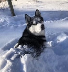 할아버지가 눈 치우고 있는데도 끝까지 자리 안 비켜주는 똥고집 허스키