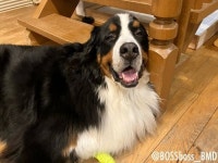 눈이 펑펑 많이 내리는데 강아지가 집에 안 들어오길래 바깥 상황 살펴보니...