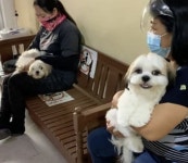 진료 기다리는 중 옆에 있는 예쁜 강아지 보고 기분 좋아 방긋 웃는 강아지