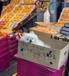 일 안 하고 놀고만 있는 알바생 있어 과일가게 사장님한테 고자질 했어요