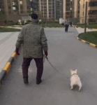 할아버지 걸음걸이 속도에 맞춰서 산책하는 중인 천사 강아지의 뒷모습