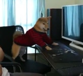 컴퓨터 게임 몰두하는데 갑자기 모니터 화면 꺼지자 진심 빡친 강아지의 분노