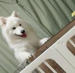 아기 잘 놀고 있는지 걱정돼 두 발로 벌떡 일어서서 확인하는 천사 강아지