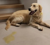 엘리베이터에서 강아지가 오줌 싼 거 경비원이 치울 수도 있는 거 아닌가요?