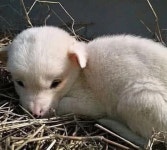 어린 딸이 하교길에 구조한 아기 강아지의 예상치 못한 반전 정체에 입틀막