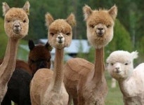 토실토실해서 살찐 줄 알았던 알파카의 정말 생각지도 못한 반전 몸매