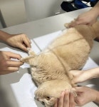 동물병원에서 엑스레이 찍는데 다리 짧아 찍기 힘든 먼치킨 고양이의 결말