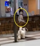 맘껏 뛰어 놀라고 소심한 댕댕이를 애견 카페에 데려가면 생기는 일