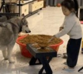 배고플 강아지 위해서 밥그릇에 고봉밥처럼 사료 한가득 채워준 소녀의 진심