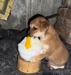 할머니가 강아지 예쁘다며 준 고봉밥 수준