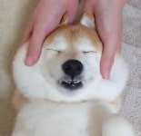 얼굴 마사지해줬더니 기분이 좋은지 연신 헤벌레 웃는 강아지의 찐표정