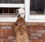 산책할 때 아파트 창문 앞에 두 발로 일어서서 꼬리 흔드는 강아지의 속사정