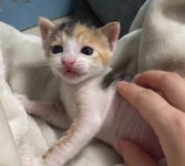 고양이는 고양이 전문 동물병원으로 데려가야 하는 이유
