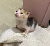 고양이는 고양이 전문 동물병원으로 데려가야 하는 이유