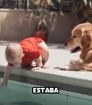 수영장 물 만지려는 아기 보고 위험 감지한 강아지가 한 놀라운 순발력