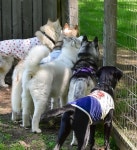 훈련받던 수컷 댕댕이들이 예쁜 강아지 지나갈때마다 보인 한결같은 반응