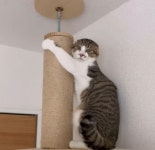 동물병원 가려 하는 것 같자 고양이가 가기 싫다고 의사 표시하는 방법