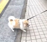 산책하러 나왔는데 도착지가 동물병원 앞이자 포메라니안의 반응