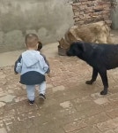 밥 먹고있는 누렁이 만지려고 아기가 다가가자 온몸으로 막는 검은 개