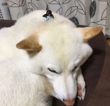 강아지 털이 평소와 달리 유독 빨리 자랄 수밖에 없었던 반전 이유