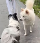 가! 물어~...산책 중 자기 개가 물리자 모르는 척 목줄 풀어버린 견주