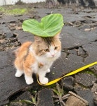 산책하는데 빗방울 떨어지길래 고양이 젖을까봐 우산 만들어줬어요