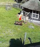 함께 살던 닭이 독수리에게 공격 당하자 온몸으로 막아 낸 동물농장 친구들