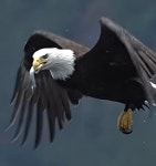 발톱에 움켜쥐고 있던 생선 공중에서 삼킨 독수리의 놀라운 장면