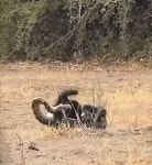 대형 뱀에게 오소리가 잡힌 줄 알았는데 잠시후 알게된 충격적인 반전