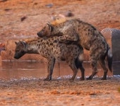 암컷에 매달리다 꽈당 넘어진 하이에나 수컷의 굴욕적인 사랑 고백