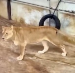 사자가 타이어 가지고 놀면 생기는 일…고양이 본능 드러난 귀여운 순간