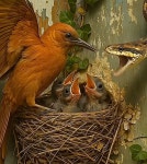 뱀과 싸우는 엄마 보자 당돌한 아기 새가 참지 못하고 한 용감한 행동