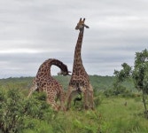 목을 무기로 치열하게 싸우는 수컷 기린들의 박진감 넘친 힘 대결