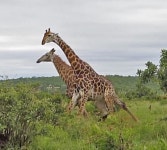 목을 무기로 치열하게 싸우는 수컷 기린들의 박진감 넘친 힘 대결
