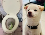변기에 악어 인형 던져 넣고 시치미 뗀 강아지의 뻔뻔한 거짓말