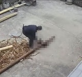 통나무 들고 가는 할아버지 뒤따라 간 댕댕이에게 일어난 충격적인 상황