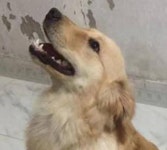 길을 어떻게 기억할까? 가출한 강아지, 80km 떨어진 할머니댁 앞에서 발견