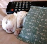 아기 강아지에게 핫팩 이불 덮어주자 세상 모르게 곤히 잠든 심쿵 반응