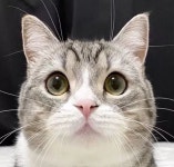 유튜브로 매년 26억 벌어 집사를 145억 백만장자로 만들어준 고양이